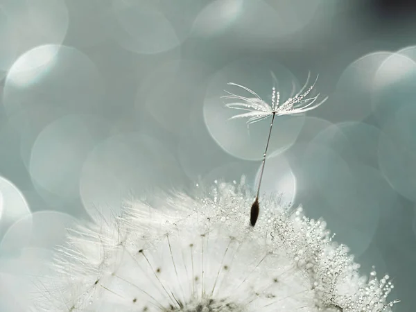 Doğal gri arkaplanda damlaları olan beyaz karahindiba yakın çekim ışığı, bokeh