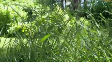 Güneşli bir günde, açık bir arazinin kenarında biçilmemiş uzun çimenler.