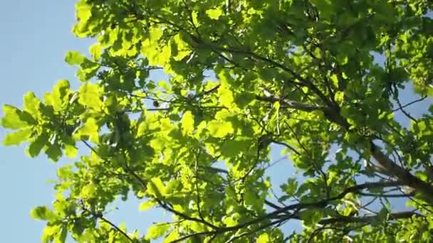 Vista de abajo hacia arriba del follaje del roble en un día ventoso soleado, mosquiteros blancos vuelan — Vídeo de stock