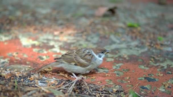 A sparrow sits on the path and breathes heavily, close-up — Stock Video