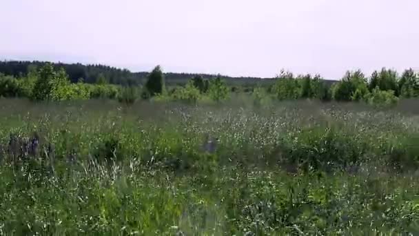 Vento forte em um campo com grama alta e tremoços em um dia de verão — Vídeo de Stock