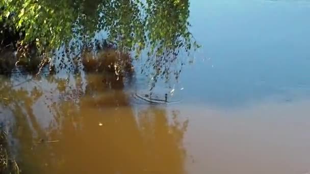 Ramas de abedul tocan el agua marrón del río en un día de verano — Vídeo de stock