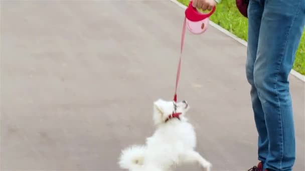 Pomeranian voor een wandeling — Stockvideo