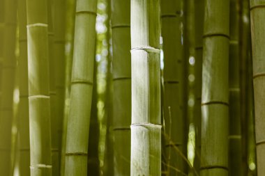 Güneşteki bambu gövdelerinin arka planı, makro çekim,