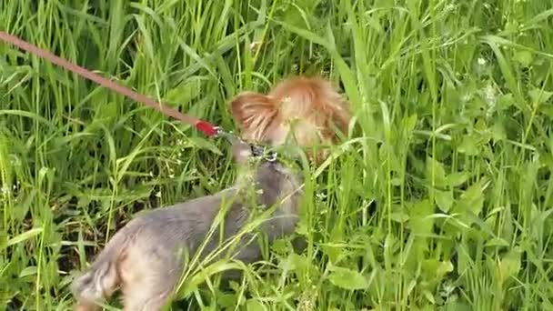 Yorkshire terriër loopt op hoog gras en eet het op. — Stockvideo