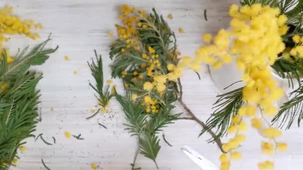 Picking a bouquet of mimosa in a white jug — Stock Video