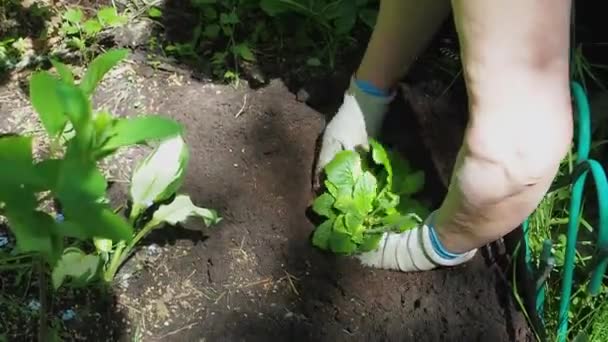 Mujer en guantes de jardinería planta una flor de geranio en un lecho de flores — Vídeo de stock