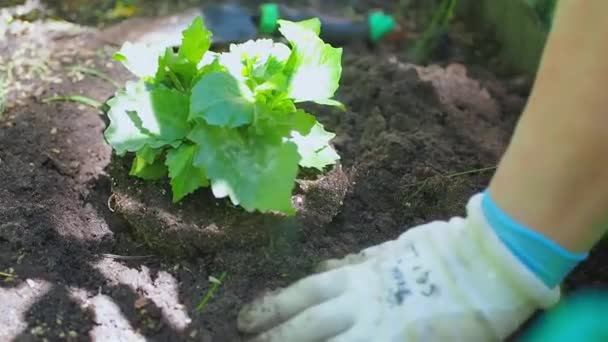 Жінка в садівничих рукавичках посадить квітку герані в клумбі — стокове відео