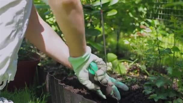Planting a flower in a flower bed — Stockvideo