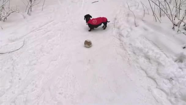 Dachshund with a ball on a winter path, dachshund rubs against the ball — 비디오