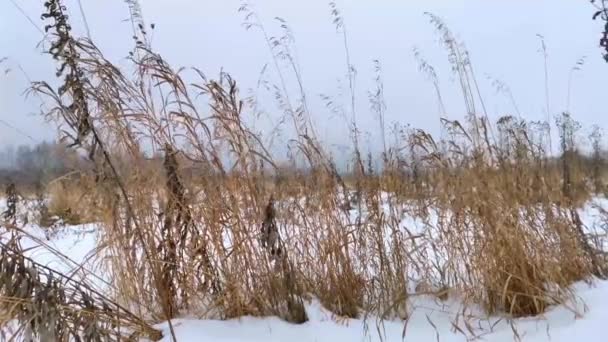 Dry tall grass in a winter snow-covered field in the wind. Evening. — Stok video