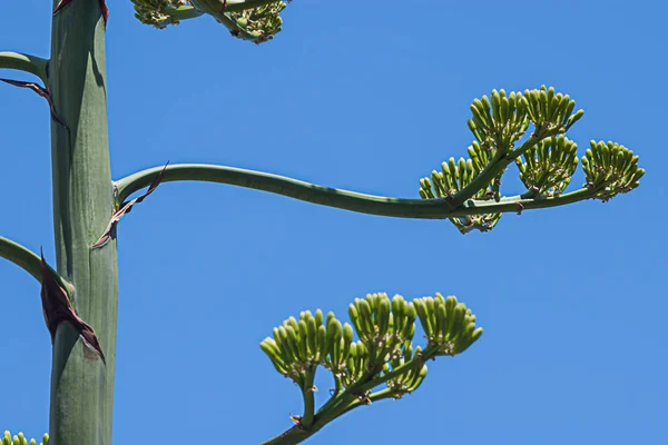 Gros plan d'une branche d'une fleur d'agave contre un ciel bleu — Photo