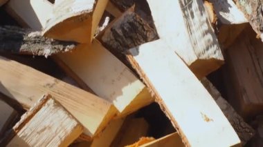 Huş ağacı yakacak odun topladı.