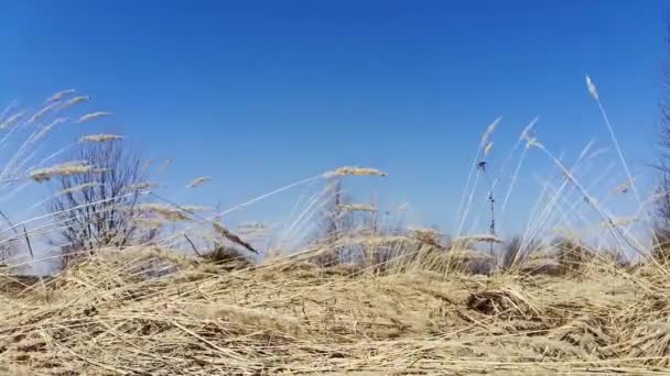 Ξηρό γρασίδι ταλαντεύεται στο πεδίο στον άνεμο, ηλιόλουστα, ξηρά αυτιά, φτερό γρασίδι — Αρχείο Βίντεο