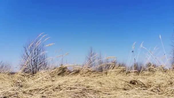 Ξηρό γρασίδι ταλαντεύεται στο πεδίο στον άνεμο, ηλιόλουστα, ξηρά αυτιά, φτερό γρασίδι — Αρχείο Βίντεο
