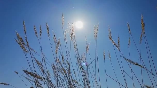 Hierba de plumas en un campo contra el sol, lento mo — Vídeo de stock
