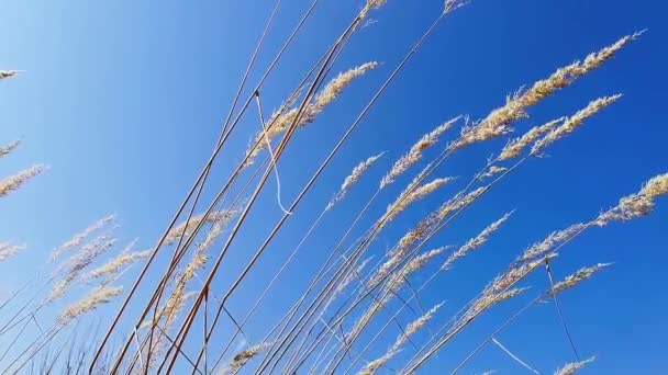 Erba piuma in un campo contro un cielo blu, l'erba ondeggia lentamente, lento mo — Video Stock