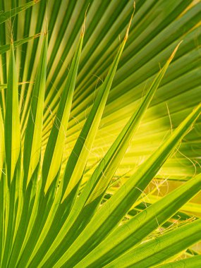 Soyut yaz geçmişi. Palmiye yaprakları, parça.