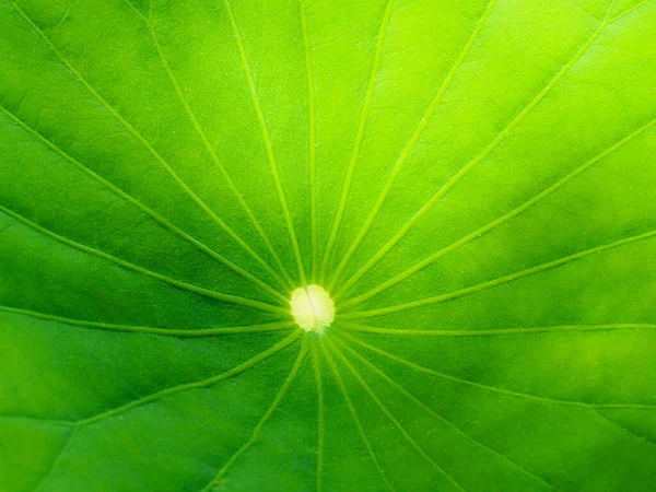 Zomer achtergrond. Macro mid-blad waterlelies. Kopieerruimte. — Stockfoto