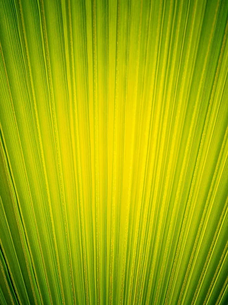 Fondo de verano. Fondo de hoja de palma sólida verde brillante. Fotos De Stock Sin Royalties Gratis