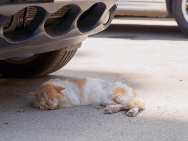 Şehir Kahire kedisi arabanın gölgesinde uyuyor.