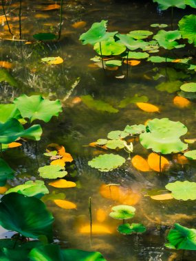 Yaz dönemi. Güneşte nilüfer yapraklı sığ tropikal gölet.