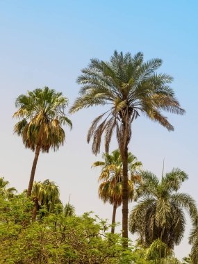 Yaz dönemi. Diğer ağaçların üzerinde mavi gökyüzüne karşı birkaç palmiye.