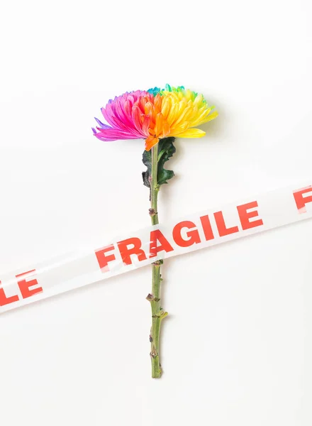 One colored chrysanthemum taped on a white background. LGBT concept. — Stok fotoğraf