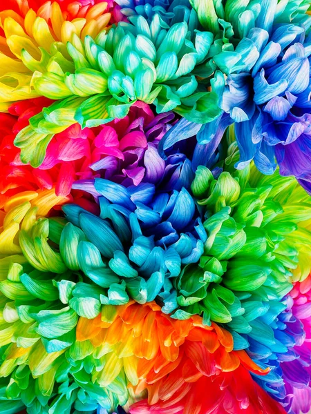 Solid vertical background of colored chrysanthemums, close-up. — Stock Photo, Image