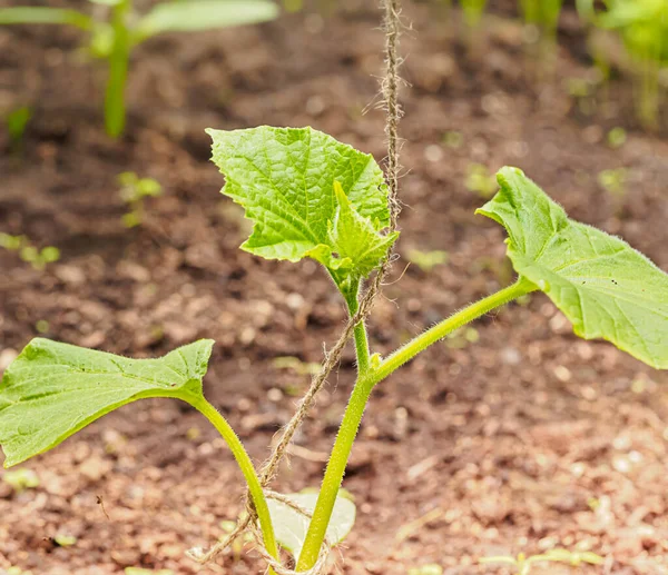 Close-up of a tied up sprouts of cucumber in a greenhouse — Stock Photo, Image