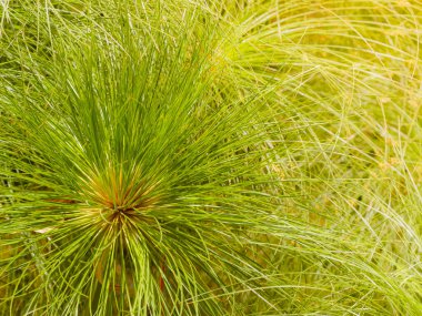 Yaz dönemi. Cyperus papirüsü.