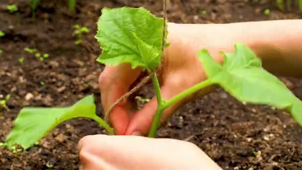 Cetrioli di giarrettiera in una serra. — Video Stock