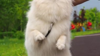 Pomeranya tükürüğü, sokaktaki sahibinin elinden ödül alır..