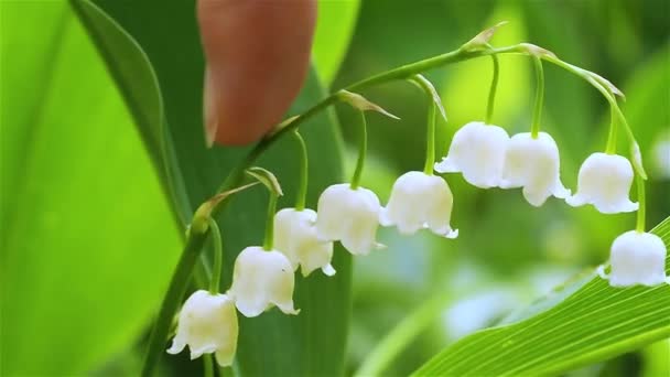 A womans hand gently touches a blooming lily of the valley. — Stock Video