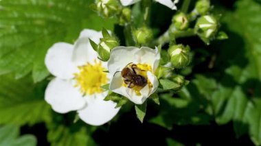Çilek çalılarındaki bir eşek arısı polen toplar..