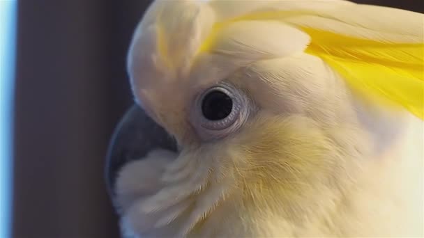 Närbild av vit cockatoo papegoja huvud och öga — Stockvideo