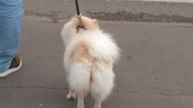 Tasmalı Spitz sahibinin ayağının oradaki yaya geçidinden geçiyor.
