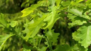 Güneşli bir günde rüzgarda sallanan genç bir meşe dalları