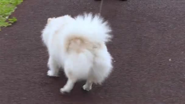 Malý bílý Pomeranian spitz spěchá na vodítku — Stock video