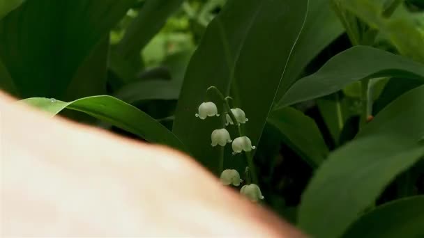 A nők kezei leveszik a leveleket, és virágzó liliomot találnak a völgyben.. — Stock videók