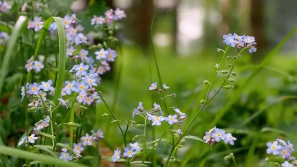 Lupakan-aku-tidak di hutan, tembakan makro. Kedalaman field yang dangkal. — Stok Video