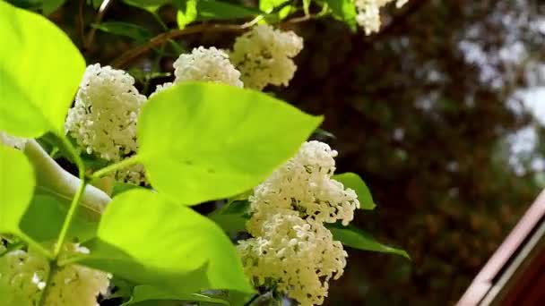White lilac flowers sway in the wind under the roof of a house on a sunny day — Stock Video
