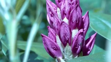 Çiçek açan rhododendron ve bir sinek