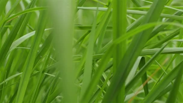 Una mano di donne per tenersi rapidamente sull'erba, lisciandola — Video Stock