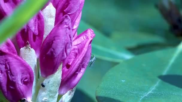 Kwitnący rododendron i mucha — Wideo stockowe