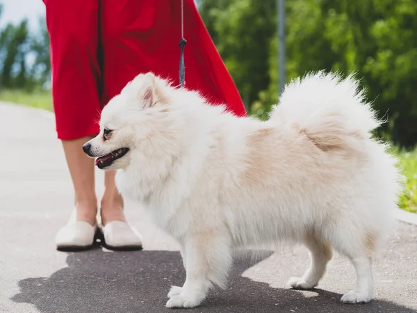 Portiere a figura intera di una Pomerania. Il cane sta ai piedi della padrona — Foto Stock