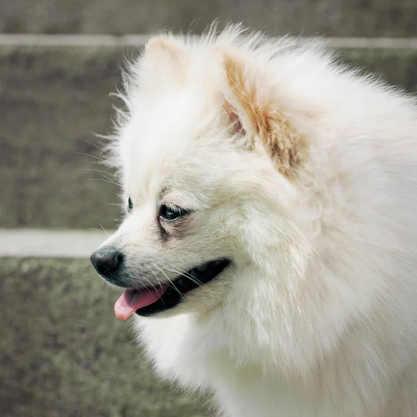 Ritratto di una testa di cane. Profilo di Beige Pomerania. — Foto Stock