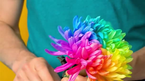 L'uomo caucasico fa roteare un fiore di crisantemo multicolore nelle sue mani — Video Stock