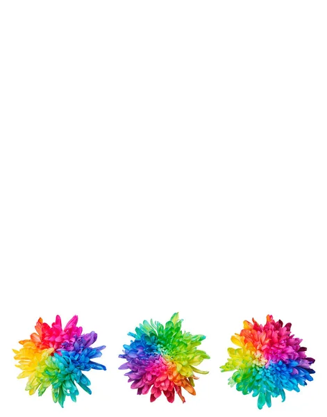 Three colored chrysanthemums on white background, isolated. — Stock Photo, Image