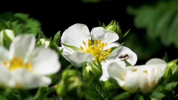 Una hormiga en las flores de un arbusto de fresa encuentra el ala de una mosca — Vídeo de stock